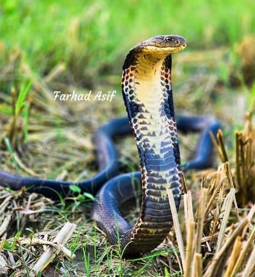 রাজ গোখরা