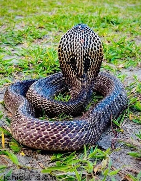 গোখরা (খৈয়া)