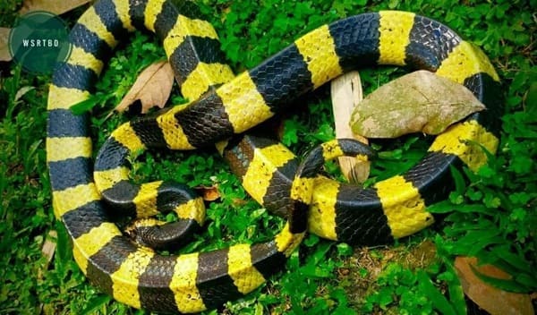 শঙ্খিনী