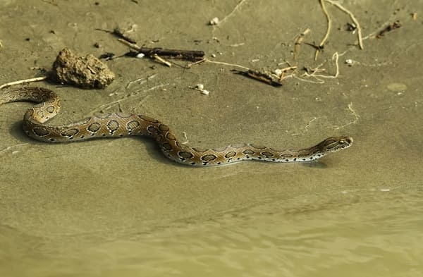 চন্দ্রবোড়া