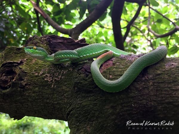 সবুজ বোড়া