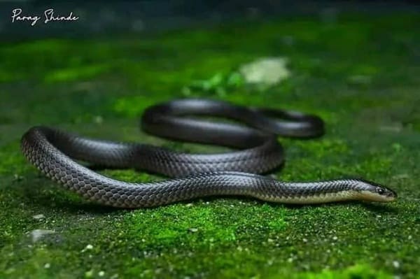ছোট কৃষ্ণকালাচ