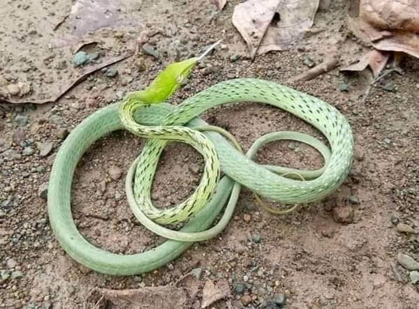 লাউডগা