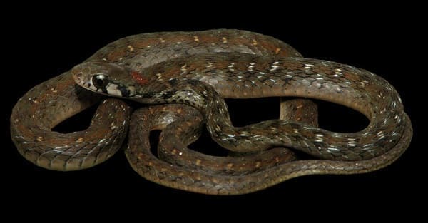 বিন্দি কিলব্যাক