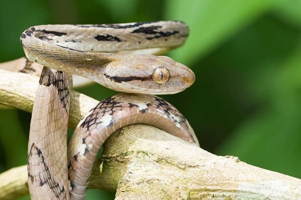 বাংলার ফণিমনসা