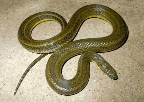 মেটে/মাইট্টা সাপ