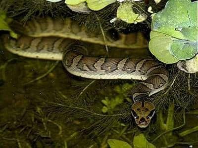 মুখোসি পাইন্না সাপ