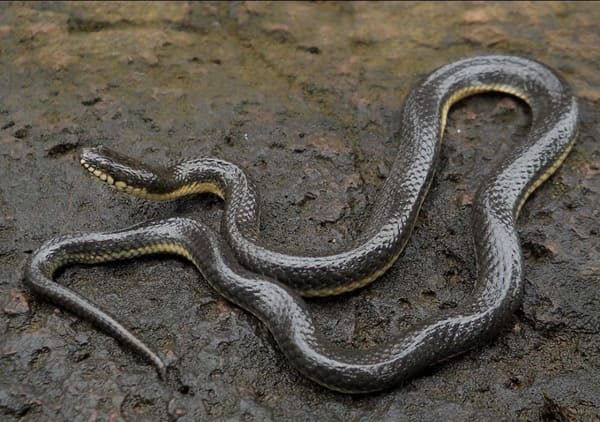 উজ্জ্বল প্যারাবন