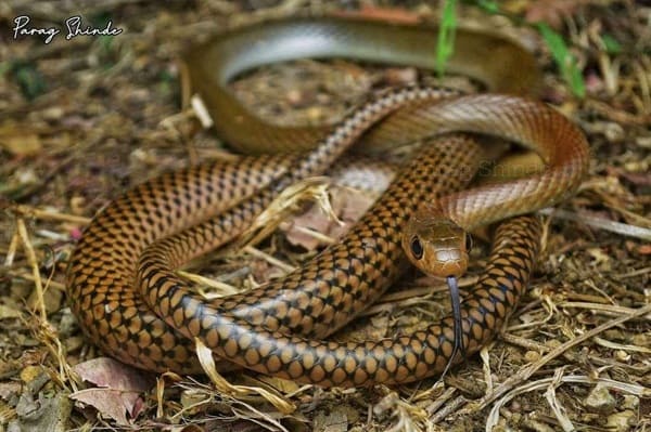 ইন্দোচিনা দাঁড়াশ সাপ