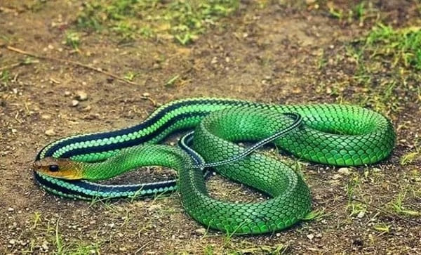 সবুজ দাঁড়াশ সাপ