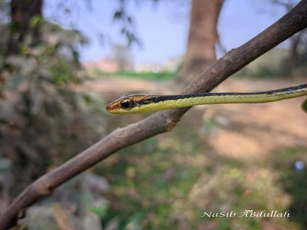 চিত্রিত বেত আচড়া সাপ