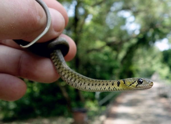 জলঢোঁড়া সাপ