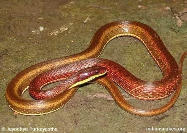 চিত্রিত ঢোঁড়া সাপ