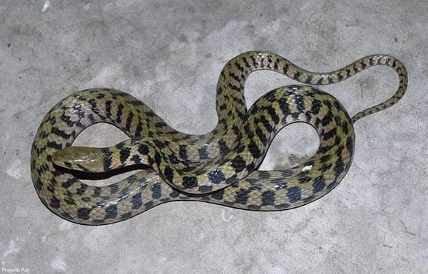 দাগী জলঢোঁড়া সাপ