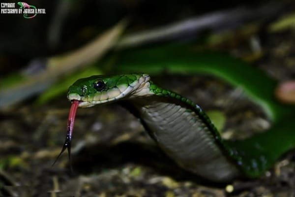 সবুজ ঢোঁড়া সাপ (নির্বিষ তবে বিষাক্ত)