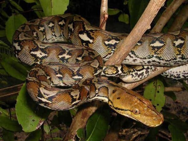 জালি/গোলবাহার অজগর সাপ