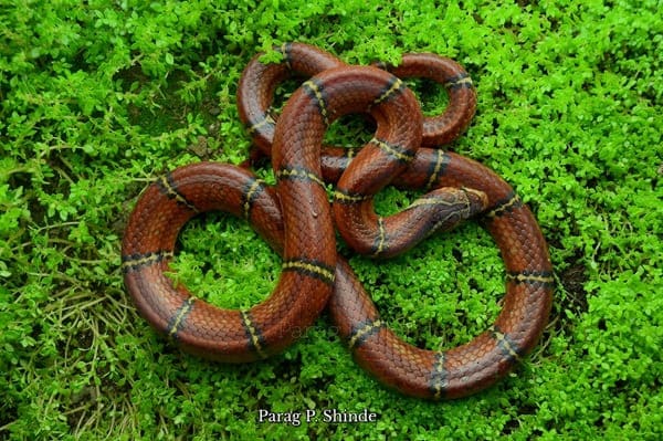 পাকড়া উদয়কাল সাপ
