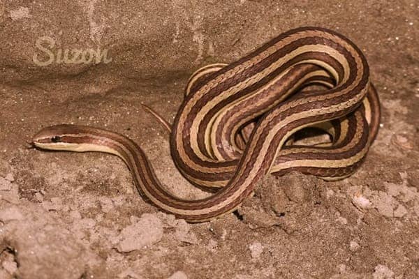 ক্যান্টরের উদয়কাল সাপ