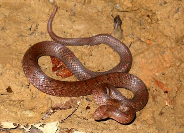 কালো দাগি উদয়কাল সাপ