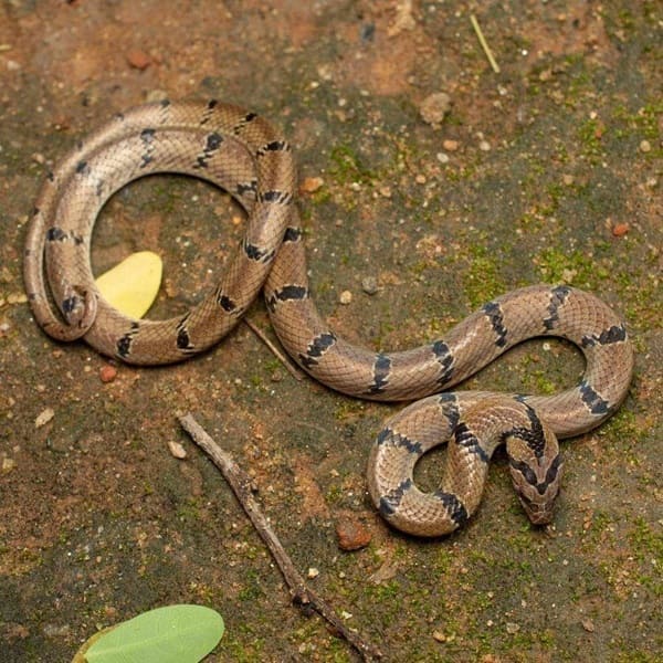 রাসেলের উদয় কাল সাপ