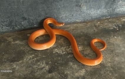 কমলাবতী সাপ