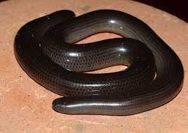 ডায়ার্ডের দুমুখো সাপ