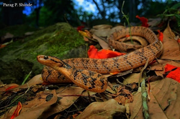 আসামি শামুক-খোর সাপ