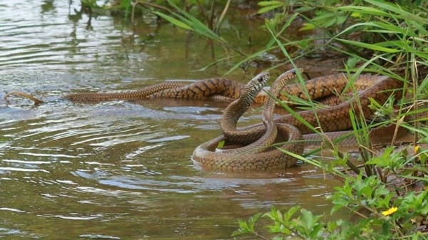 দাঁড়াশ