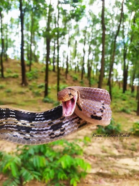 তামাটে মাথা দুধরাজ