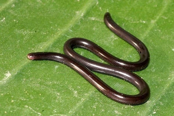 দুমোখো সাপ