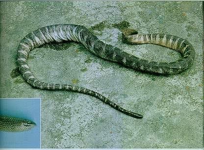 ক্যান্টরের ছোটমাথা সামুদ্রিক সাপ