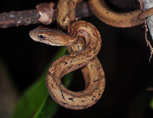 সাধারণ মক ভাইপার