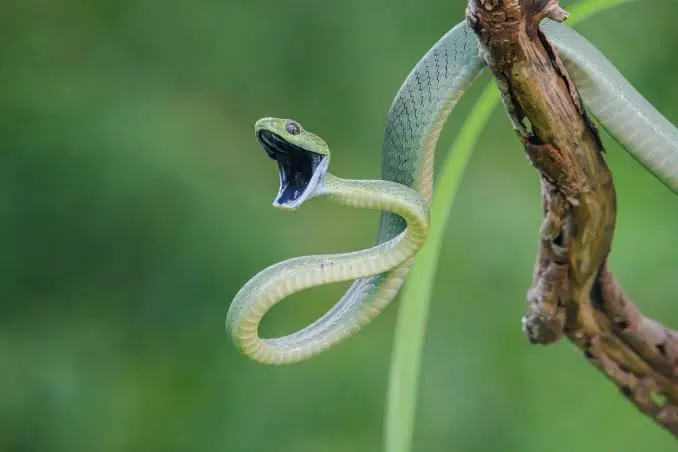 সবুজ ফণিমনসা