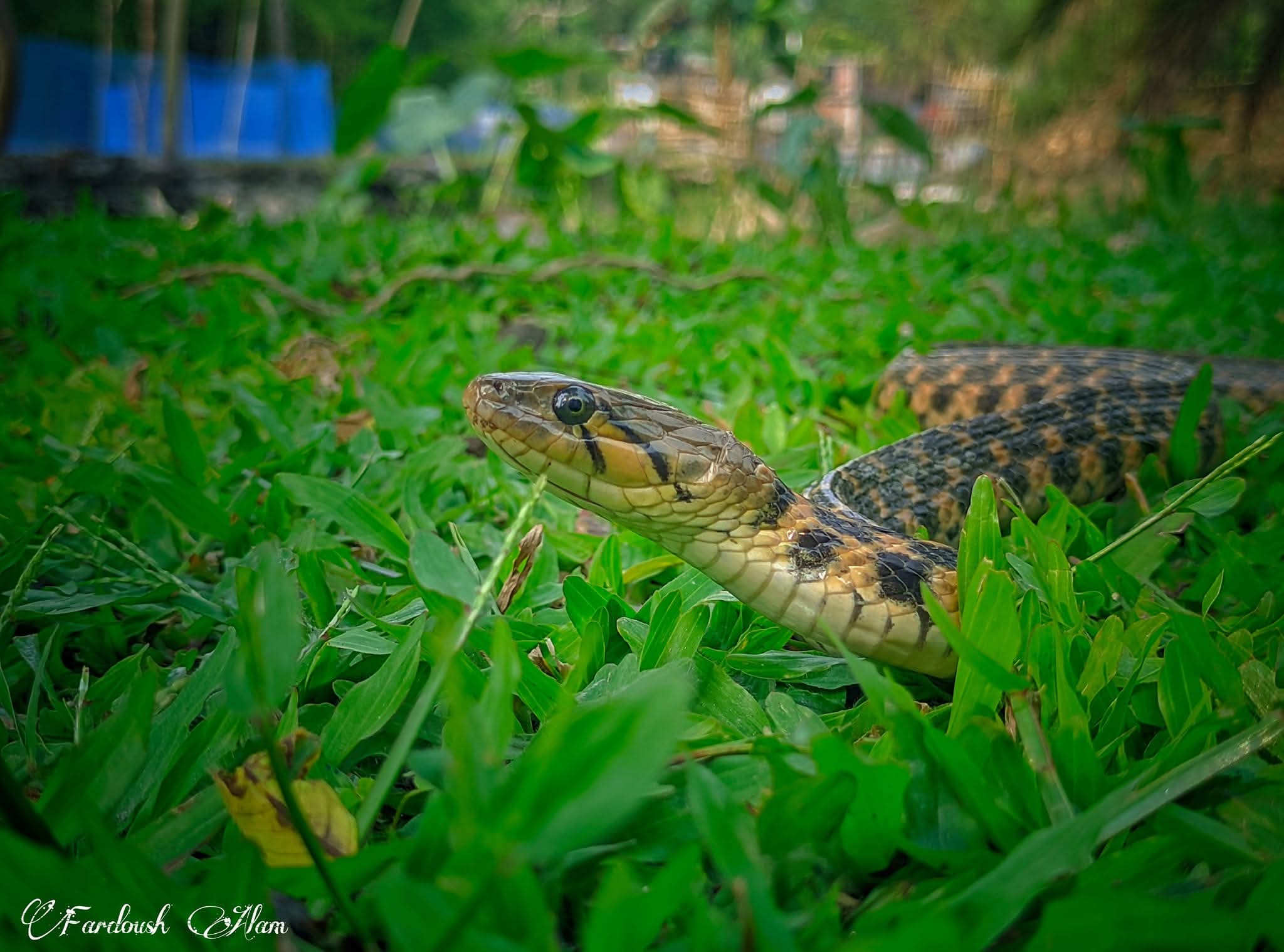 জলঢোঁড়া